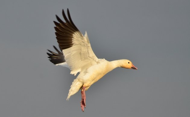 Snow Goose