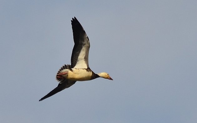 Snow Goose