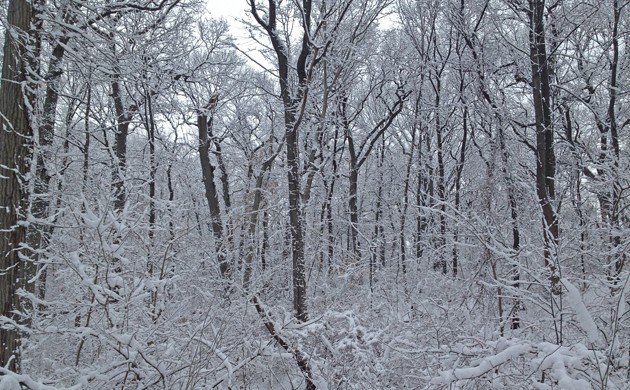 snow in Forest Park