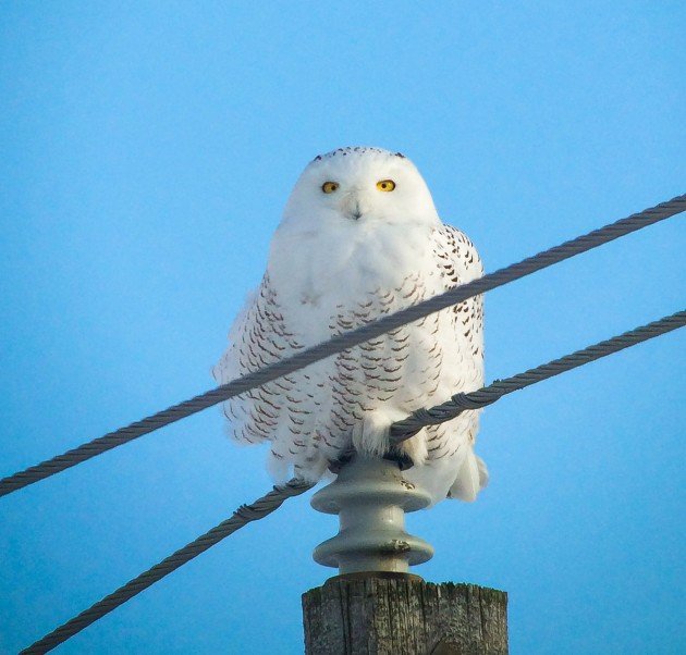 snowy owl iphone male (1 of 1)