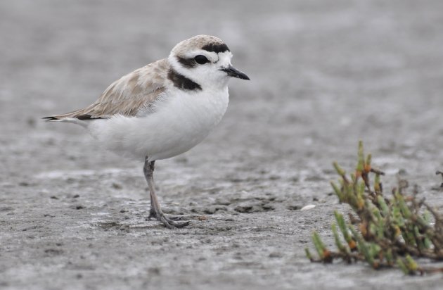 Snowy Plover