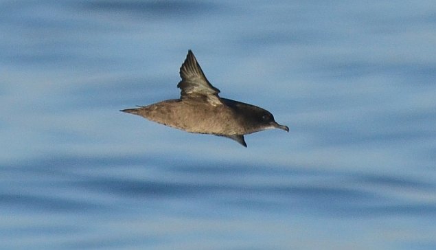 Sooty Shearwater