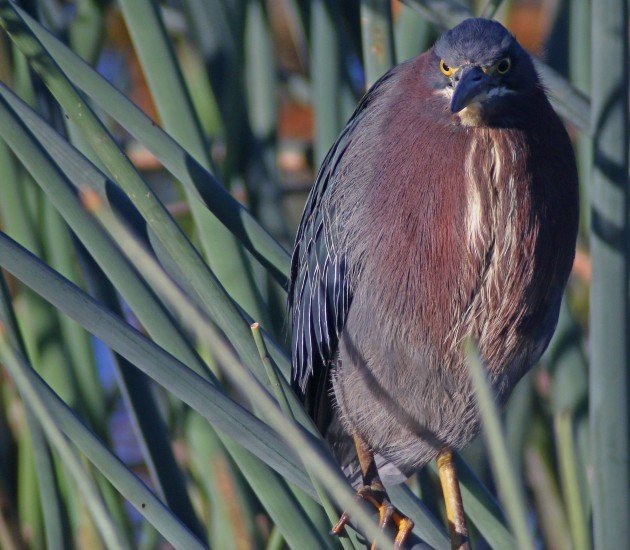 space coast Green Heron