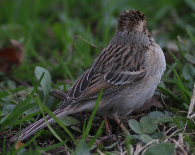 sparrow from cbc