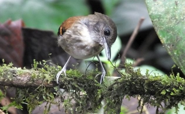 spotted antbird