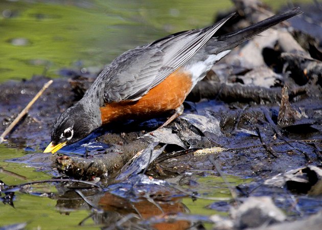 American Robin