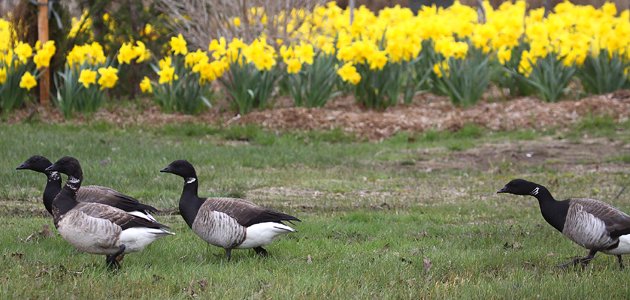 Brant and daffodils