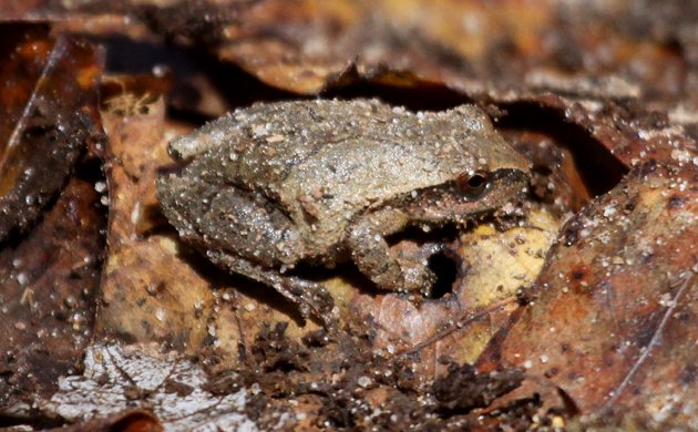 Spring Peeper