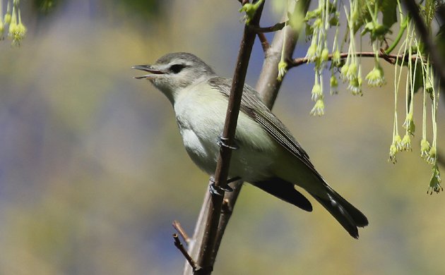 Warbling Vireo