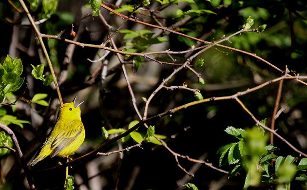 Yellow Warbler