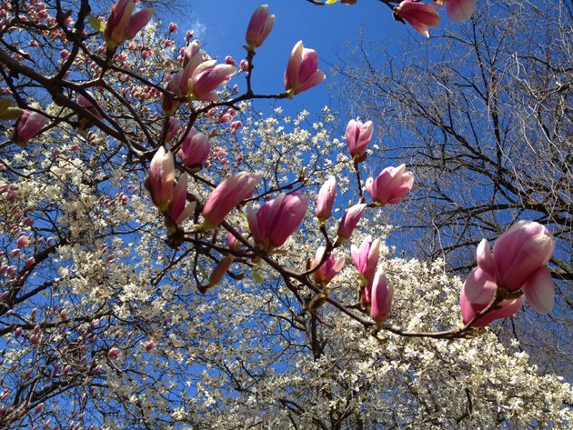 spring in Central Park