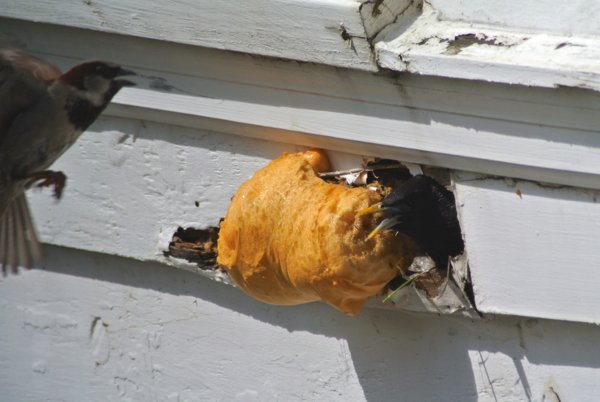 starling and house sparrow fight