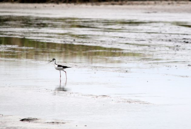 Black-necked Stilt