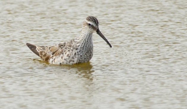 Stilt sandpiper