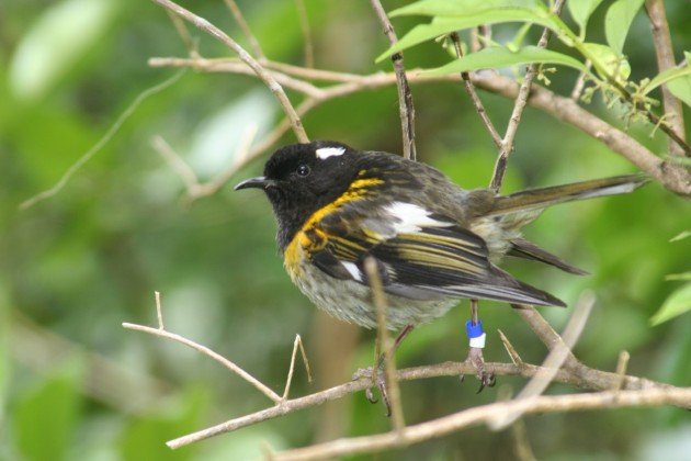 stitchbird