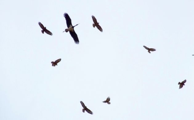 stork and buzzards