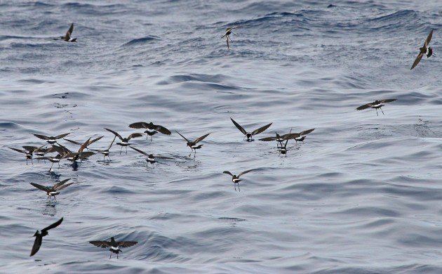 storm-petrels