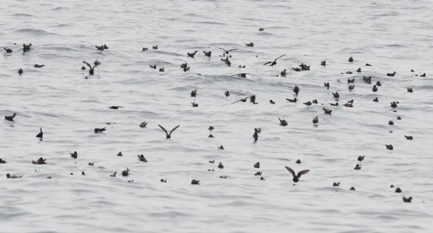 Ashy Storm-Petrels