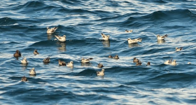 Fork-tailed, Ashy and Black Storm-Petrels