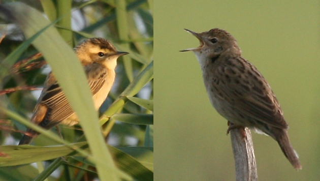 striped warblers