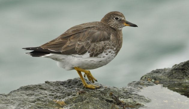 Surfbird