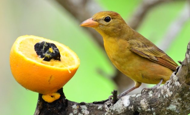 Summer Tanager