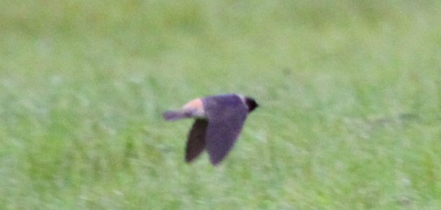 Cliff Swallow