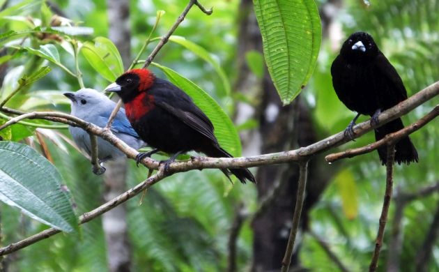 tanagers on branch