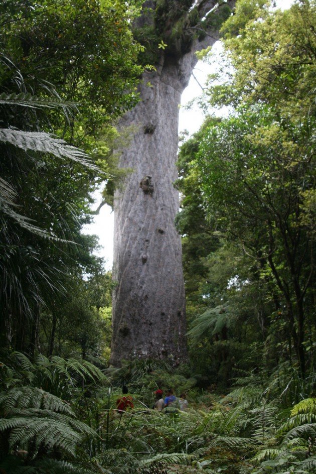 Tane Mahuta 