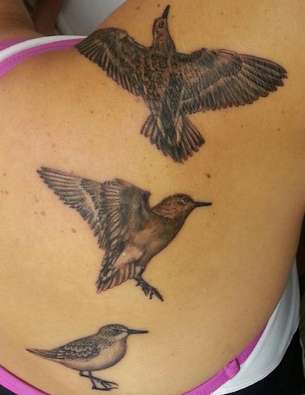 shorebird tatoo
