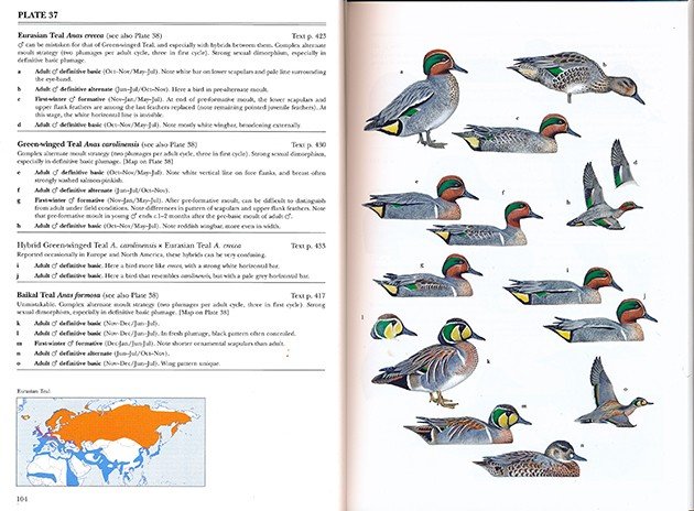 Duck Identification