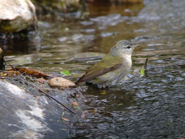 tennessee warbler