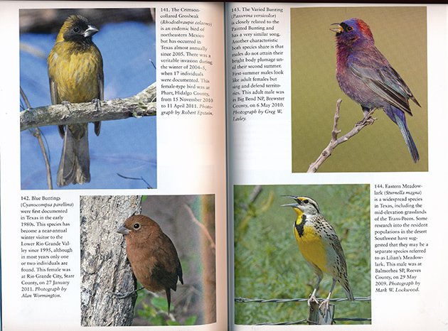 Offshore Sea Life: East Coast, Birds of Pennsylvania, & Texas