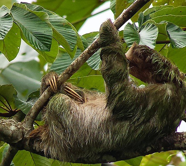 Three-toed Sloth