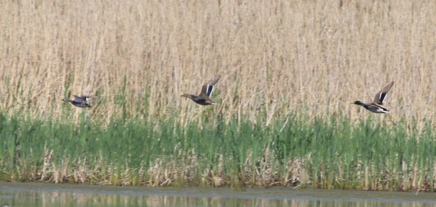 tiny gadwall 1