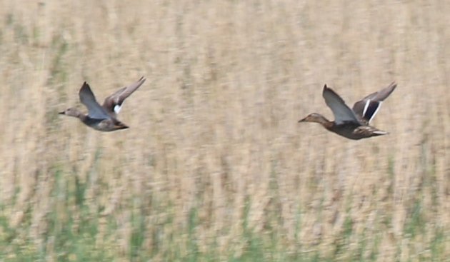 tiny gadwall 2