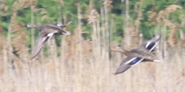 tiny gadwall 3