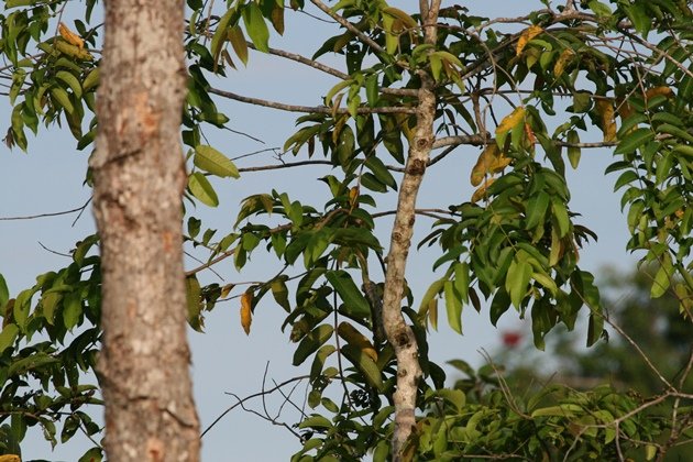 tiny leafbird 2