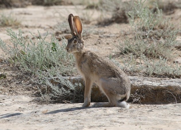 tolai hare 1