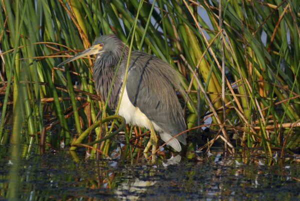 tricolored heron