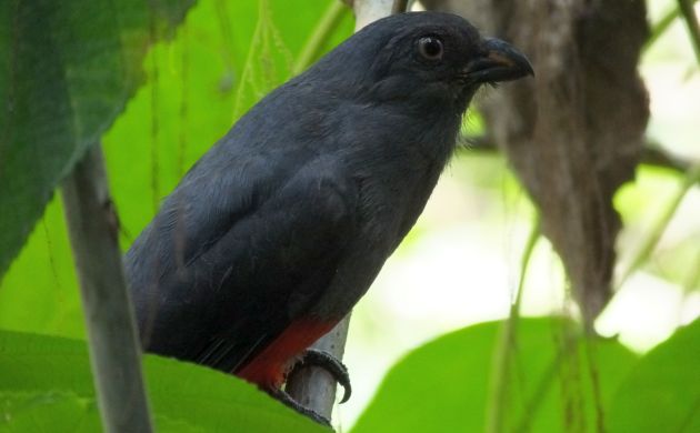 trogon