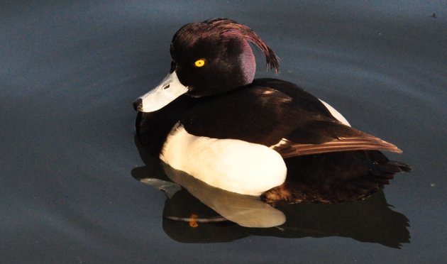 tufted duck