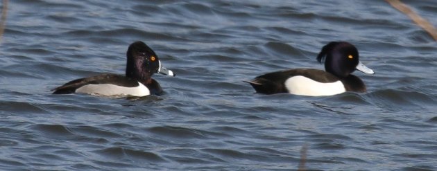 tufted and ringneck