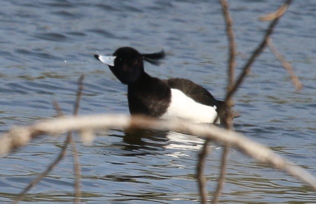 tufted duck