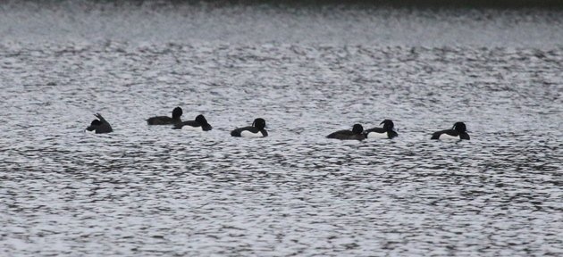 tufted duck