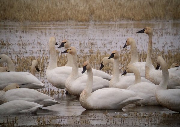 tundra swans