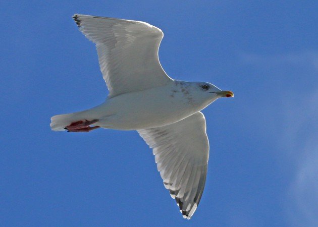 unknown gull