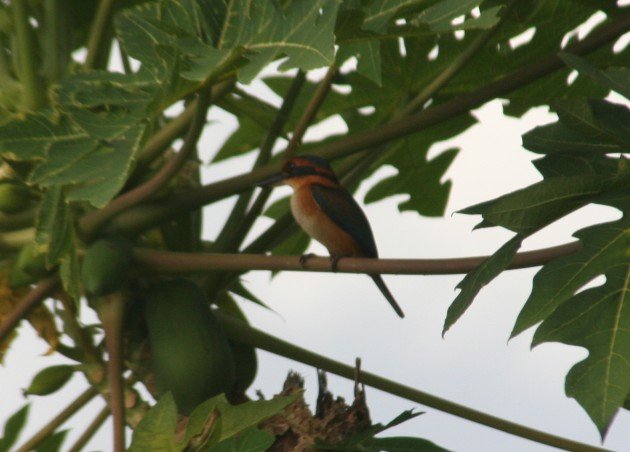 vanuatu-kingfisher