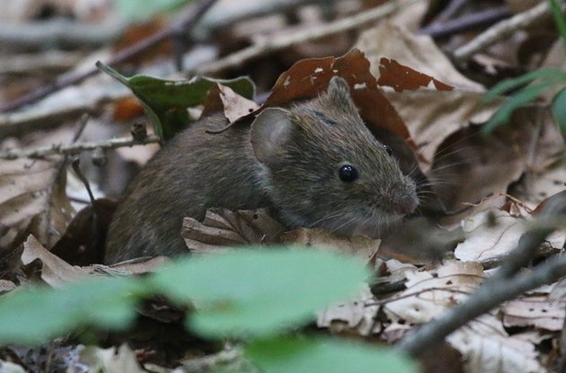 vole