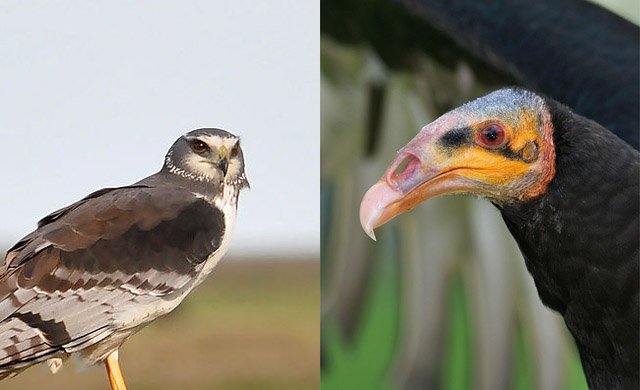 Harrier and vulture